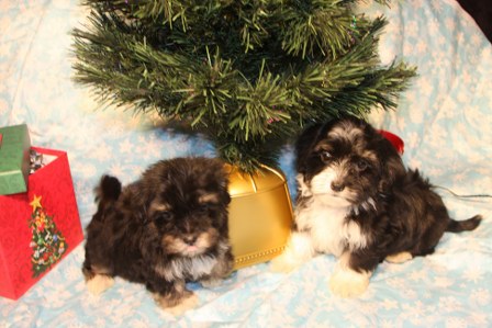 havanese-puppies
